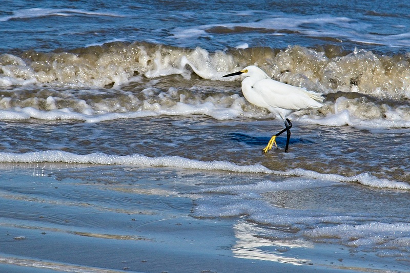 Snowy Egret in Surf