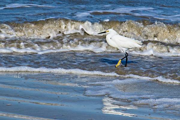 Snowy Egret in Surf by PhilMasonPhotography