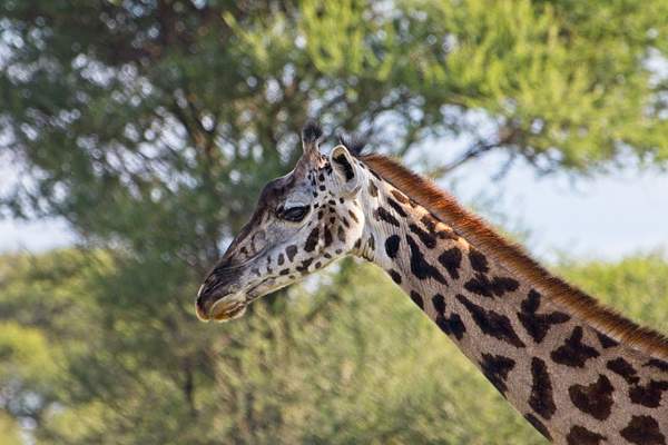 Masai Giraffe by PhilMasonPhotography