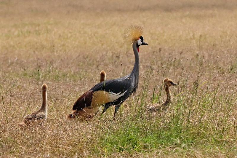 Grey-crowned Crane Family