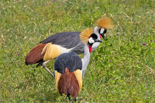 Grey-crowned Cranes by PhilMasonPhotography