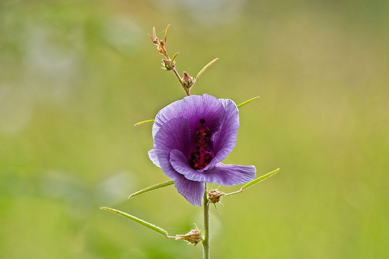Wildflower Tanzania