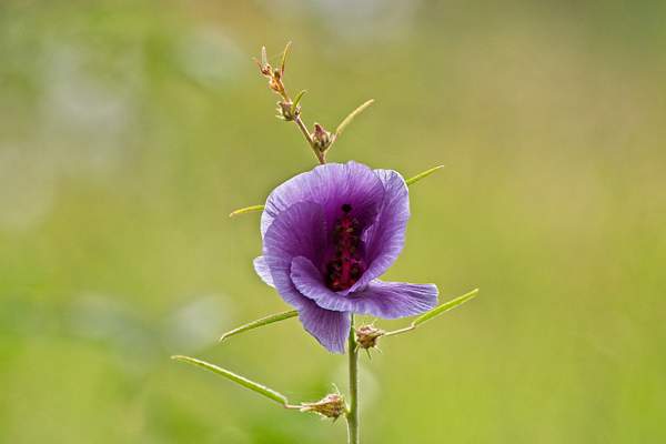 Wildflower Tanzania by PhilMasonPhotography