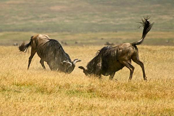 Jousting Wildebeests by PhilMasonPhotography
