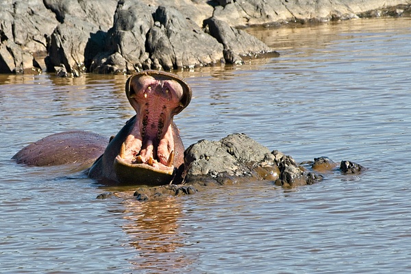 Bellowing Hippo - Nature - Phil Mason Photography 