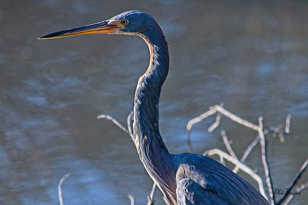 Tricolored Heron by PhilMasonPhotography