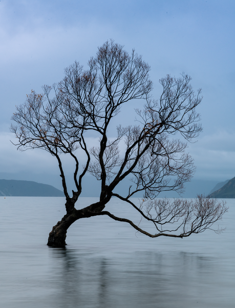 Wanaka Tree New Zealand - Home - Neil Sims Photography  