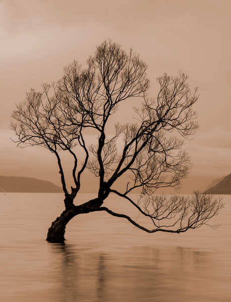 Wanaka Tree New Zealand Sepia - Home - Neil Sims Photography 