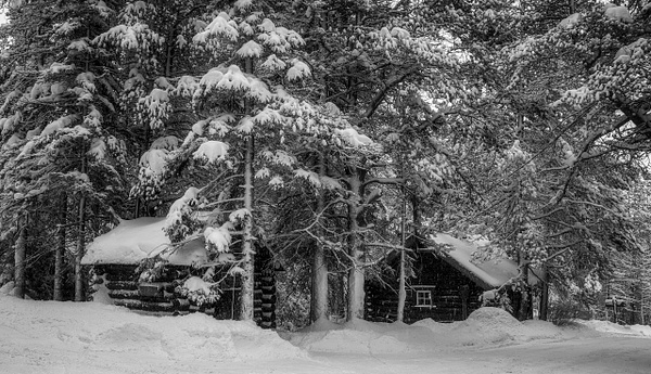 Log Wood Cabin surrounding by Pine Trees Full of Snow, Banff National Park, Alberta Canada