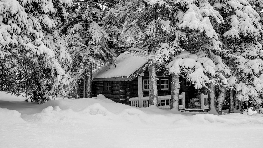 Log Cabin surrounding by Pine Trees Full of Snow, Banff National Park, Alberta Canada
