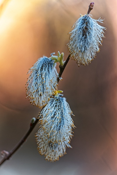 Group of Yellow Pussy-Willow In Full Bloom with Red Light in Background - Home - Yves Gagnon Photography