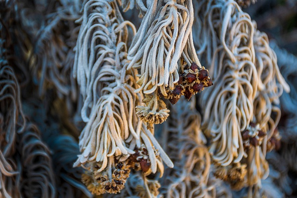 Spaghetti  Plant - Nature - Paula Taylor Photography