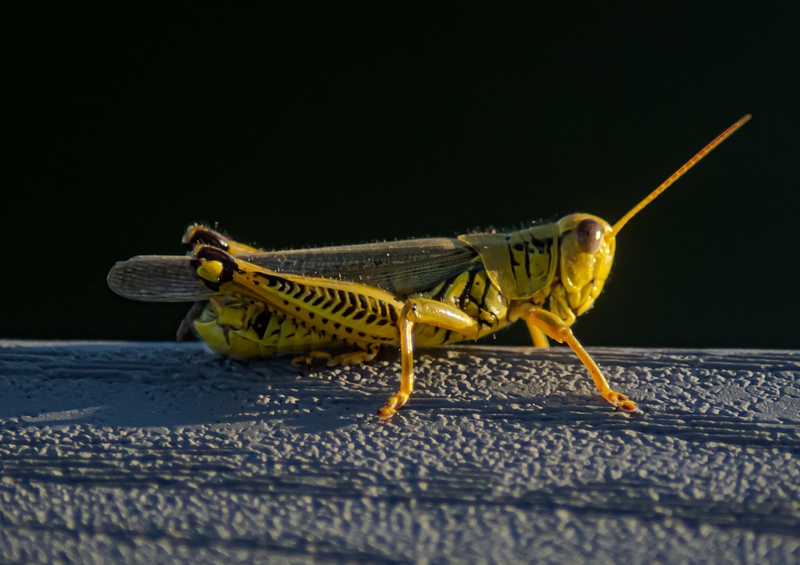 Grasshopper 02 - Swan Harbor 2020