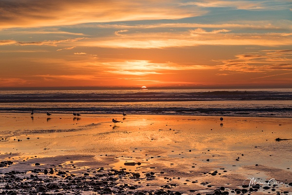 San Elijo Beach SP Sunset Sea Birds - Melanie Cullen - Home 