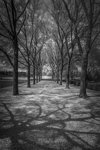 Chicago Botanic Garden-Shadowy-Tree Lined-Path- - Home - Guy Riendeau Photography 