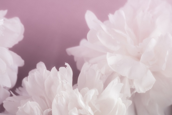 Soft Peonies - Recent work - SLOANE SIKLOS PHOTOGRAPHY