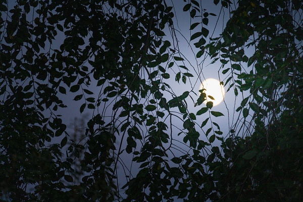 Moon rising, Toronto - Recent work - SLOANE SIKLOS PHOTOGRAPHY
