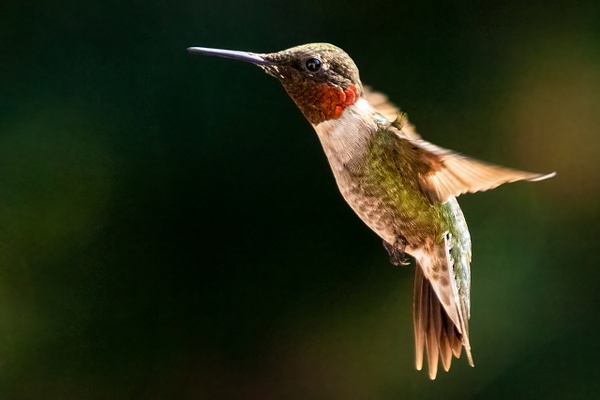 Ruby Throated Hummingbird at feeder - Portfolio - Brad Balfour Photography 