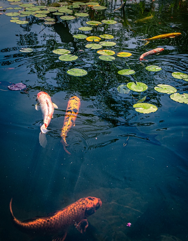 Koi of many colors