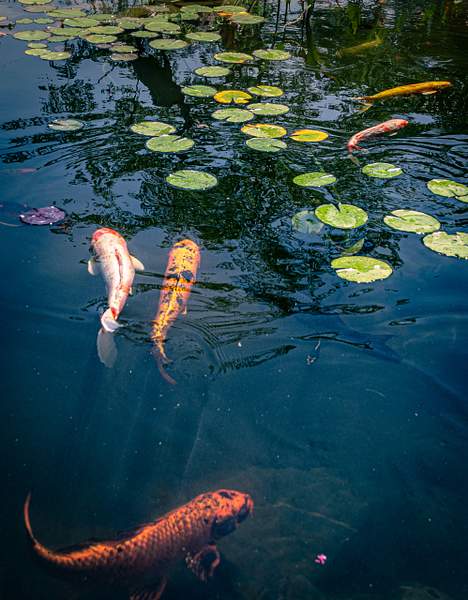 Koi of many colors by Brad Balfour