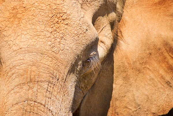 elephace 2 - Wildlife - Steve Juba Photography  