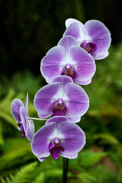 orchids - Nature - Steve Juba Photography  