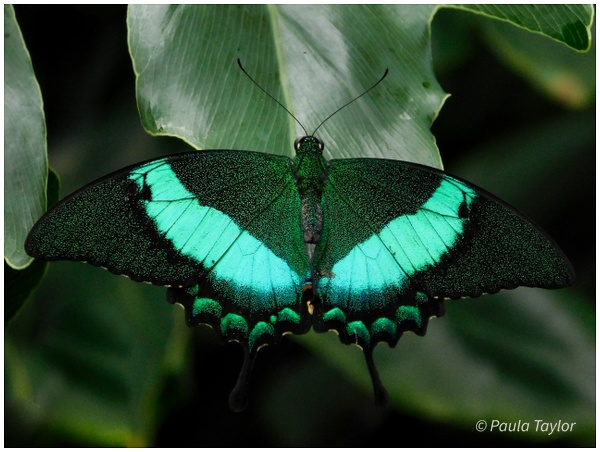 Butterfly Conservatory Niagra Falls - Nature - Paula Taylor Photography 
