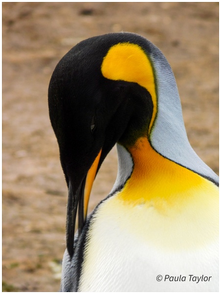 King Penguin Portrait - Wildlife - Paula Taylor Photography
