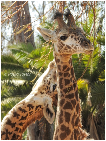 Reaching for Love - Wildlife - Paula Taylor Photography