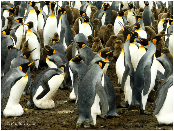 King Penguins, Falkland Islands - Wildlife - Paula Taylor Photography 