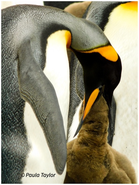 Feeding Time - King Penguins - Wildlife - Paula Taylor Photography