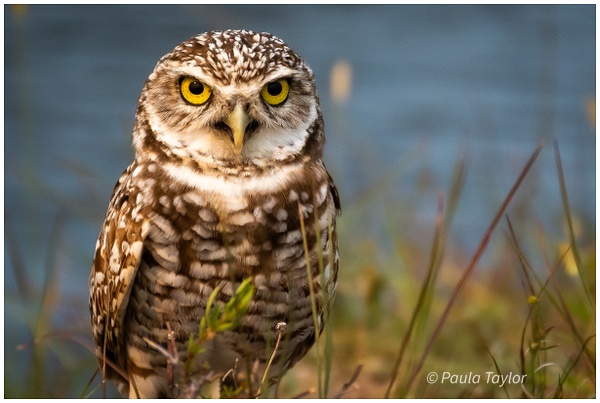 Bo - Burrowing Owl - Wildlife - Paula Taylor Photography