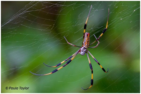 Colorful Spider - Wildlife - Paula Taylor Photography