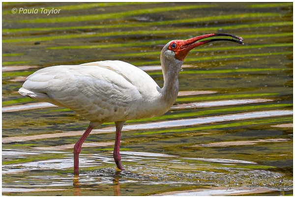 Ibis quenching his thirst - Wildlife - Paula Taylor Photography