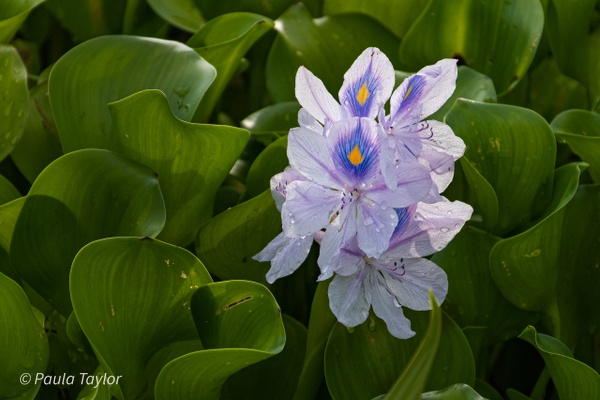 Water Hyacinth - Variety - Paula Taylor Photography  