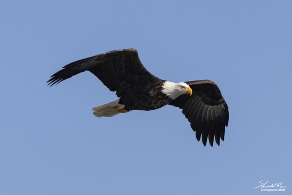 Lone Eagle in flight - Portfolio - Harold Rau