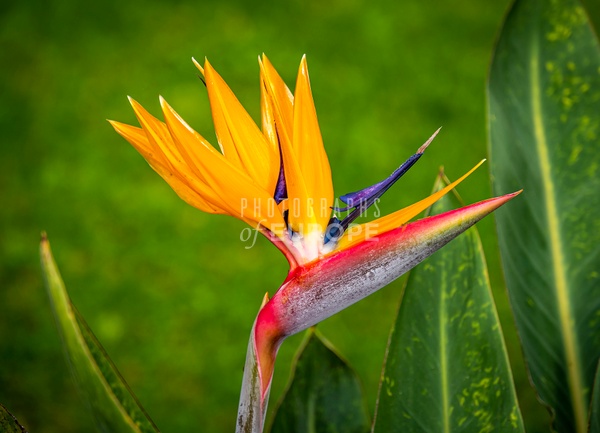 Bird-of-paradise-plant-Madeira - Photographs of Madeira, Portugal 