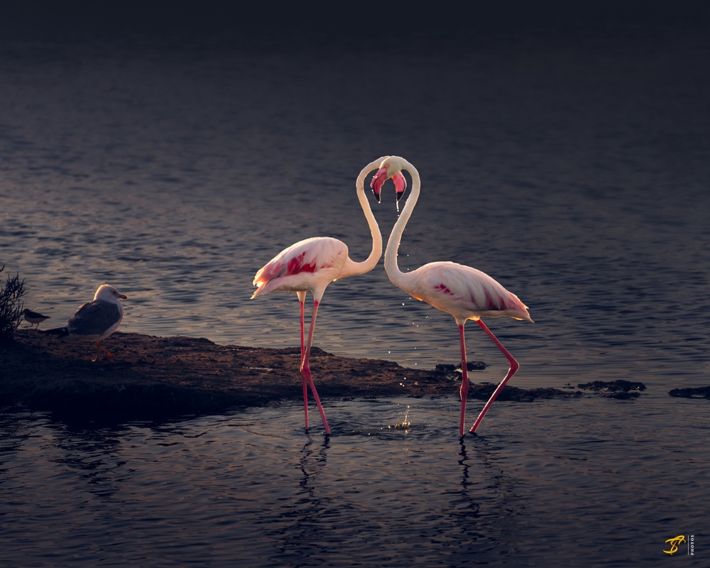 Flamingo Romance, France, 2021