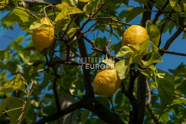 Fresh-lemons-Sorrento-Italy - Photographs of the Amalfi Coast, Capri and Sorrento, Italy