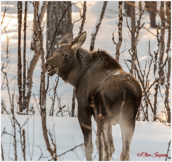 Moose calf - Arctic - Ingymon Photography 