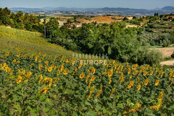Sunflower-field-and-landscape-Umbria-Italy - Photographs of Umbria, Italy