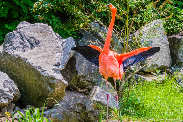 Maryland Zoo (Baltimore) - Home - Howard Berliner Photography 