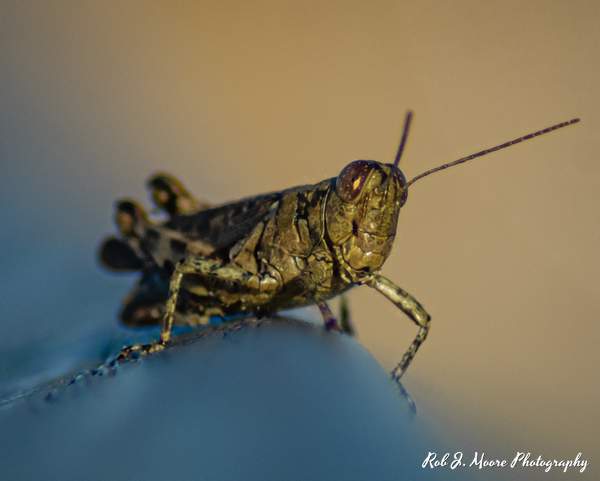 Grasshopper 01 - Swan Harbor 2020 by Robert Moore