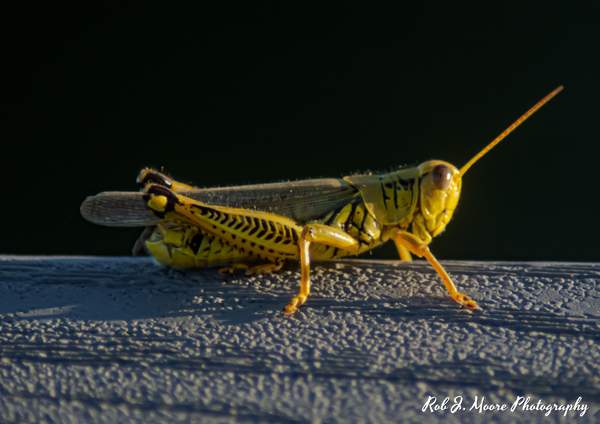 Grasshopper 02 - Swan Harbor 2020 by Robert Moore