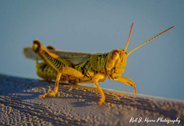 Grasshopper 04 - Swan Harbor 2020 by Robert Moore