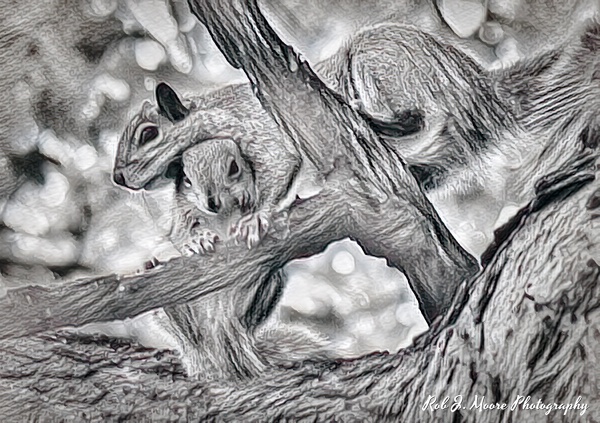 Screwy Squirrels - Art - Rob J Moore Photography 